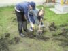 Elevii de la "Miron Costin" au plantat peste o suta de brazi