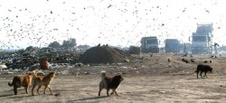 puz PUZ-ul pentru celula 2 a depozitului ecologic, realizat de firma care a proiectat Catedrala Mantuirii Neamului