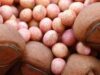 Soia modificata genetic Durabila? Responsabila?