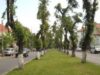 Bistritenilor nu le place cum arata teii de pe bulevardul Republicii