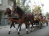 trasura cu cai Primaria a autorizat prima trasura care va circula in regim de taxi