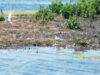 Peisajele din Delta Dunarii vor fi reproduse in municipiul Tulcea