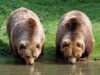 Incepe evaluarea numărului de urşi, râşi, lupi şi pisici sălbatice (specii carnivore protejate)  din Bihor