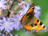 -¹CE a prezentat o noua strategie pentru stoparea in interval de zece ani a pierderilor in materie de biodiversitate