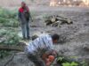 15 Drujbele taie al?i copaci din zona Parcului Custozza