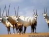 Popula?ia de antilope arabe a ajuns acum la 1.000 de exemplare.