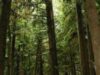 20 de brazi au fost puşi la pămînt de-a lungul bulevardului ce traversează oraşul Fagaras