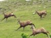 Numarul caprelor negre din Muntii Rodnei a scazut fata de anul trecut