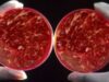 Carnea făcută în eprubetă, soluţia pentru foamete. Ai mânca un hamburger din celule stem?