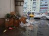 Colectarea selectiva a gunoiului va poate reduce factura