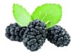 dude Dudele negre sunt pline de vitamine ?i antioxidan?i, ele aduc numai beneficii organismului