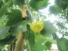 Copacii cu lalele au inflorit