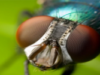 Ochii au ajutat evolutia animalelor