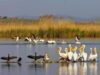pelicani Cum sa faci bani din peste si sa protejezi natura