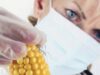 La noi în ?ar? se cultiv? porumb modificat genetic