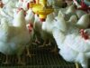 pui Puii alimentati cu hormoni de crestere provoaca probleme de sanatate copiilor