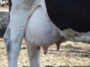 ugerul vacii Cercet?torii chinezi au modificat genetic vacile de lapte pentru a produce lapte matern