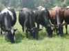 Peste 300 de familii din judetul Iasi produc lapte de vaca 100% natural