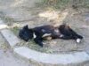 Cruzimea fata de animale, considerata crima in Bulgaria