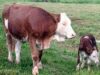 Parlamentul-European-spune-NU-carnii-de-la-descendentii-animalelor-clonate