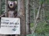 Cum se distrug pădurile în România: ANPM, pe cale să emită acordul de mediu pentru DN66A