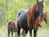 cai salbatici ONG-urile, invitate să aibă grijă de animalele sălbatice din Delta Dunării