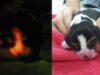 Cercetatorii coreeni au modificat genetic un caine, facandu-l fosforescent!