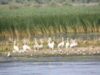 Albume şi ghiduri turistice despre Delta Dunării