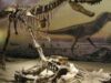 Dinozaurii au dispărut din cauza unei schimbări climatice bruşte