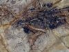 dinozur Un dinozaur nou-descoperit da peste cap istoria