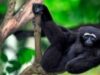 Vietnam adăposteşte o comunitate de giboni rari