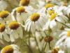 Idei de afaceri: Cultivarea plantelor medicinale in sistem ecologic