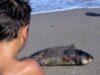 Nouă delfini, găsiţi morţi pe plajele româneşti Nouă delfini, găsiţi morţi pe plajele româneşti