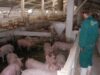 Garda de Mediu a amendat ferma de porci Nutripork pentru lipsa perdelei verzi de protecţie la batal