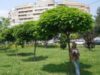 Parcul Obcini, programat pentru plantare, nu are loc pentru noii arbori trecuţi în proiect.