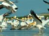 pelicani WWF: Scăderea nivelului apelor Dunării afectează populaţiile de păsări