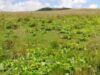 Lucrari de reconstructie ecologica in zona Calimani-Gurghiu