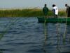 Tulcea: Doar 10% din pescarii din Delta Dunării au autorizaţie