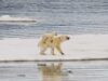 Puii de urs polar mor din cauza schimbărilor climatice, forţaţi să înoate pe distanţe mai mari Puii de urs polar mor din cauza schimbărilor climatice, forţaţi să înoate pe distanţe mai mari