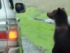 Când omul distruge natura: Prima întâlnire a urşilor cu maşinile, în pădurile din Rusia