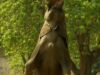 Un elefant african a găsit o metodă inedită pentru a se hrăni
