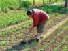 Productia agricola din 2012 va fi puternic influentata de conditiile climatice si de seceta din toamna anului trecut