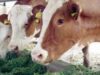Fermierii se indreapta spre agricultura ecologica