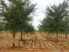 agricol Stimularea fertilitatii solului prin plantarea de arbori Masangu