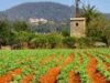 Subventii pentru agricultura eco