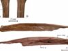 Păsări gigantice trăiau în mijlocul dinozaurilor, au descoperit cercetătorii