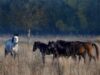 Caii din Delta Dunării, produs turistic