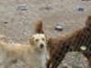 A început campania de sterilizare a căţeilor cu şi fără stăpân din Botoşani