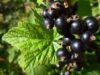 coacaz negru Coacazele negre regleaza circulatia periferica