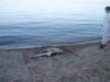 delfin esuat Delfini, găsiţi morţi în largul mării